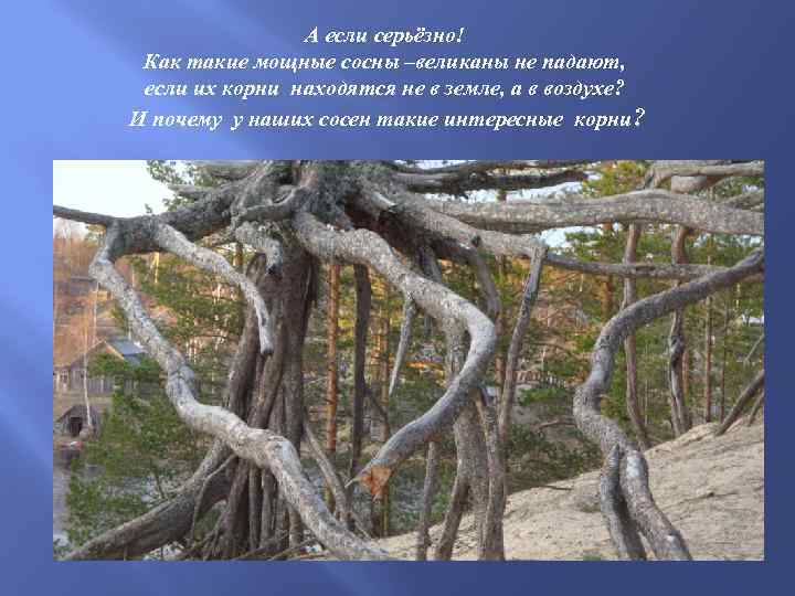 А если серьёзно! Как такие мощные сосны –великаны не падают, если их корни находятся