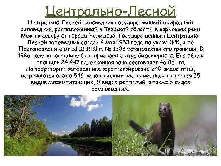 Центрально-Лесной заповедник государственный природный заповедник, расположенный в Тверской области, в верховьях реки Межи к