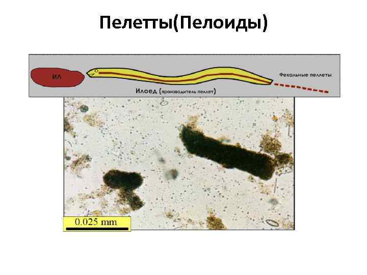 Пелетты(Пелоиды) 