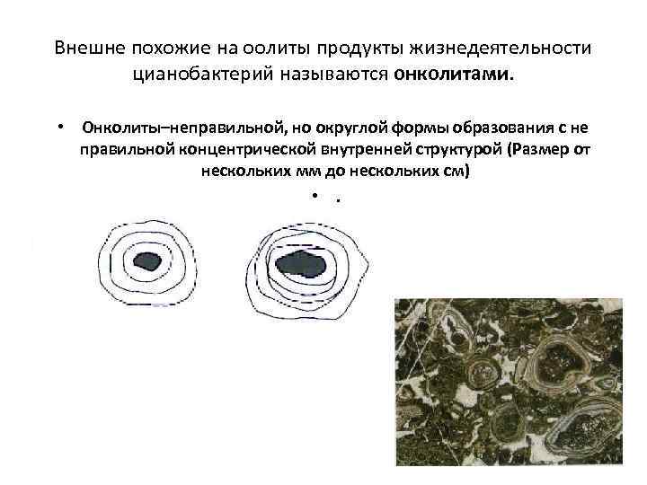 Внешне похожие на оолиты продукты жизнедеятельности цианобактерий называются онколитами. • Онколиты–неправильной, но округлой формы