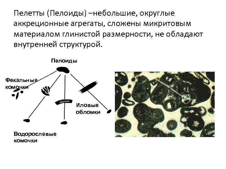 Пелетты (Пелоиды) –небольшие, округлые аккреционные агрегаты, сложены микритовым материалом глинистой размерности, не обладают внутренней