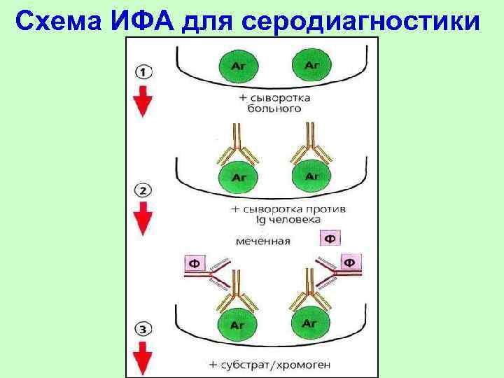 Реакция ифа схема