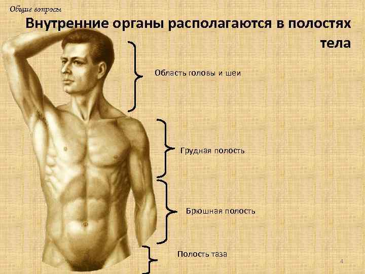 Общие вопросы Внутренние органы располагаются в полостях тела Область головы и шеи Грудная полость