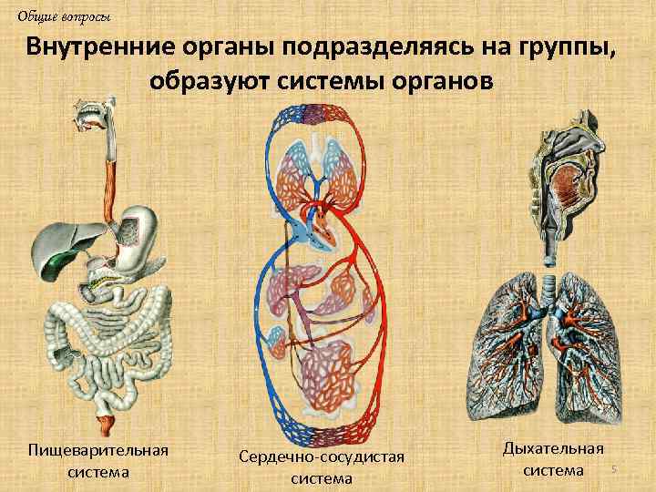 Общие вопросы Внутренние органы подразделяясь на группы, образуют системы органов Пищеварительная система Сердечно-сосудистая система