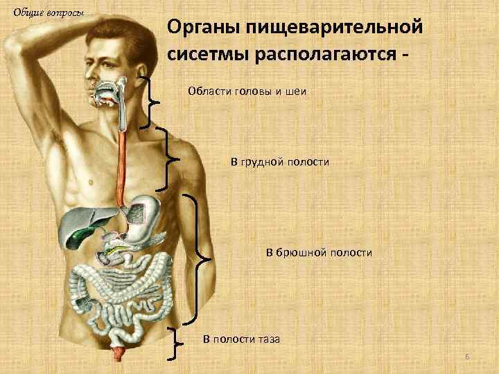 Из перечисленных систем органов