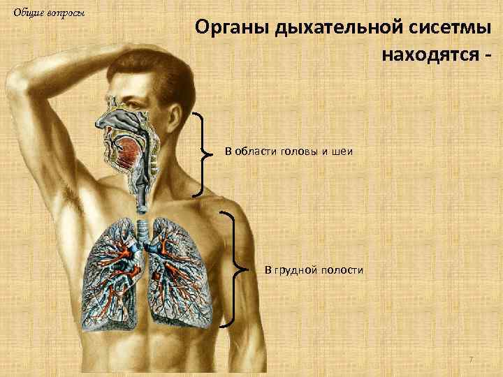 Общие вопросы Органы дыхательной сисетмы находятся - В области головы и шеи В грудной