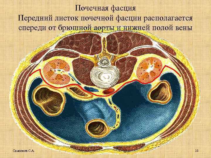 Почечная фасция Передний листок почечной фасции располагается спереди от брюшной аорты и нижней полой