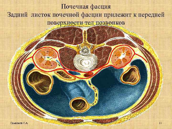 Почечная фасция Задний листок почечной фасции прилежит к передней поверхности тел позвонков Самсонов С.