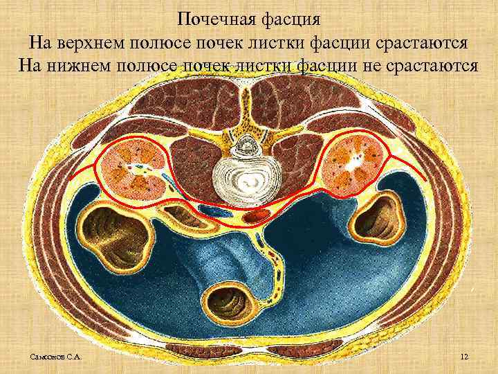 Почечная фасция На верхнем полюсе почек листки фасции срастаются На нижнем полюсе почек листки