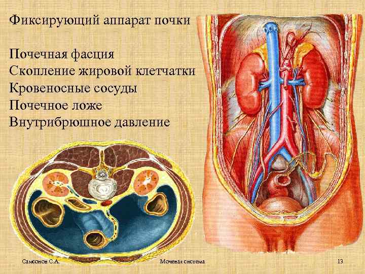 Фиксирующий аппарат почки Почечная фасция Скопление жировой клетчатки Кровеносные сосуды Почечное ложе Внутрибрюшное давление