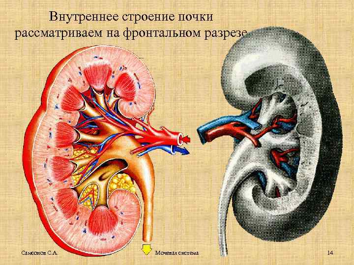 Внутреннее строение почки рассматриваем на фронтальном разрезе Самсонов С. А. Мочевая система 14 