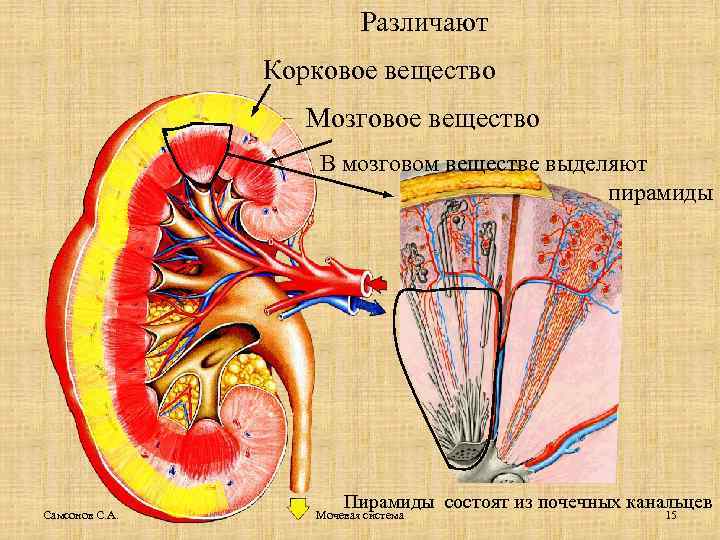 Пирамида мозгового вещества