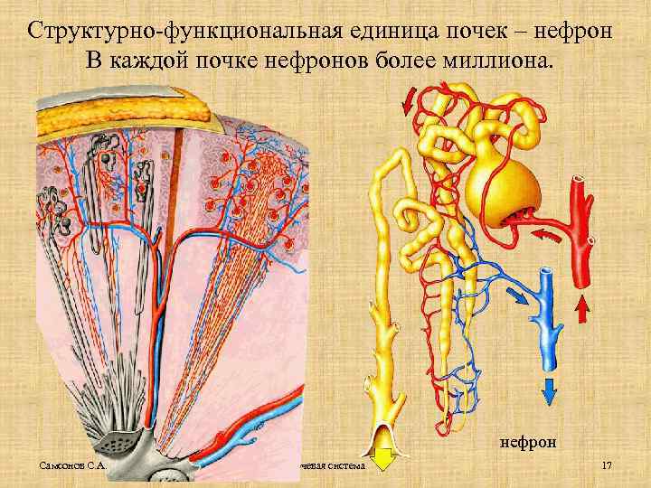 Структурно-функциональная единица почек – нефрон В каждой почке нефронов более миллиона. нефрон Самсонов С.