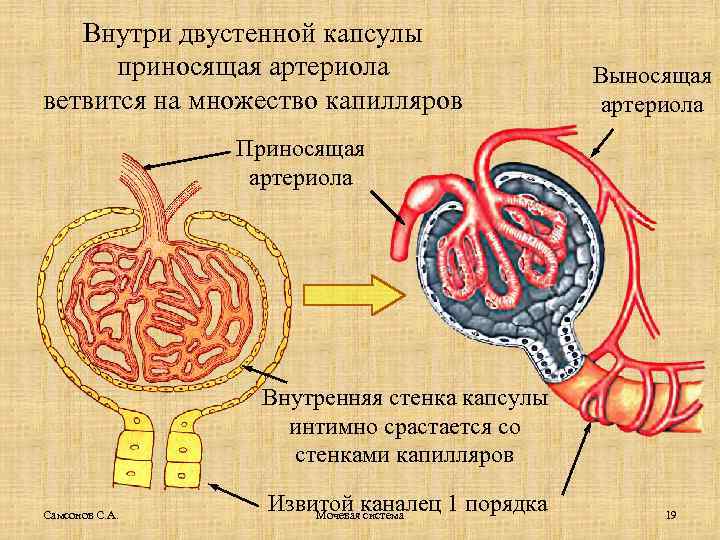 Внутри двустенной капсулы приносящая артериола ветвится на множество капилляров Выносящая артериола Приносящая артериола Внутренняя