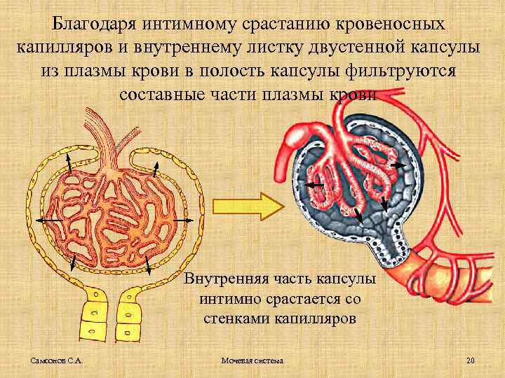 Благодаря интимному срастанию кровеносных капилляров и внутреннему листку двустенной капсулы из плазмы крови в