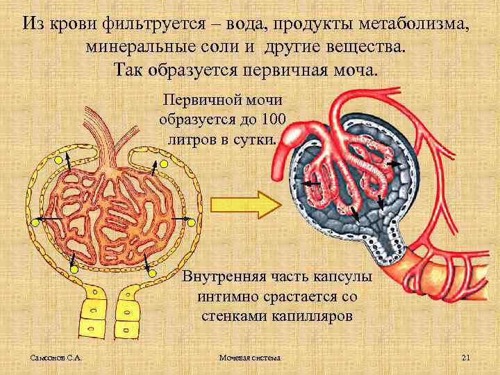 Из крови фильтруется – вода, продукты метаболизма, минеральные соли и другие вещества. Так образуется