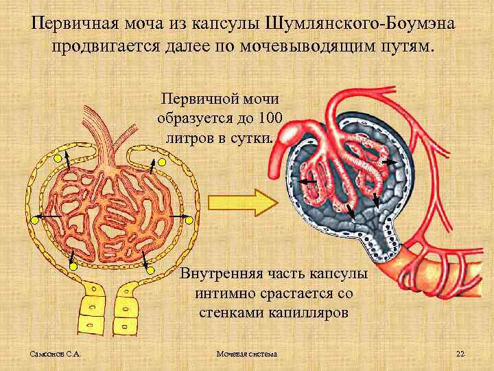 Первичная моча из капсулы Шумлянского-Боумэна продвигается далее по мочевыводящим путям. Первичной мочи образуется до