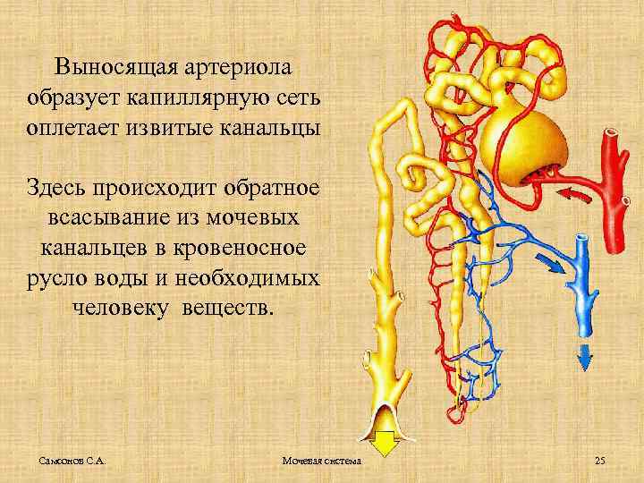 Выносящая артериола образует капиллярную сеть оплетает извитые канальцы Здесь происходит обратное всасывание из мочевых