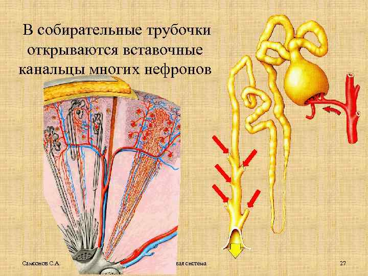 В собирательные трубочки открываются вставочные канальцы многих нефронов Самсонов С. А. Мочевая система 27