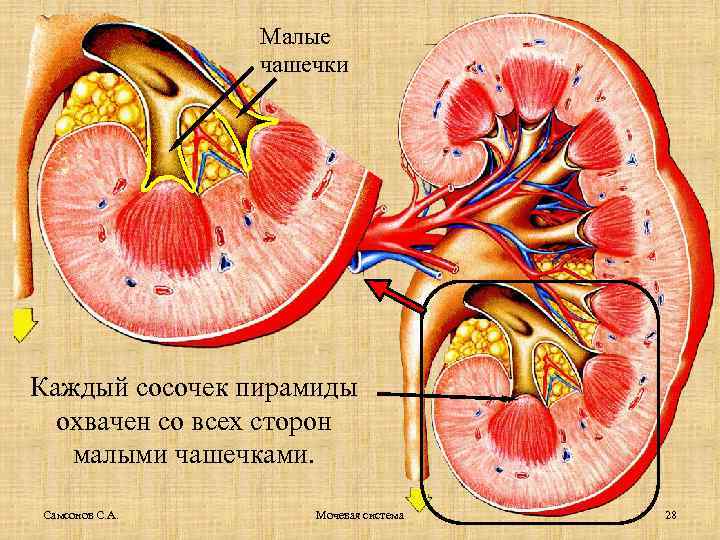 Малые чашечки Каждый сосочек пирамиды охвачен со всех сторон малыми чашечками. Самсонов С. А.