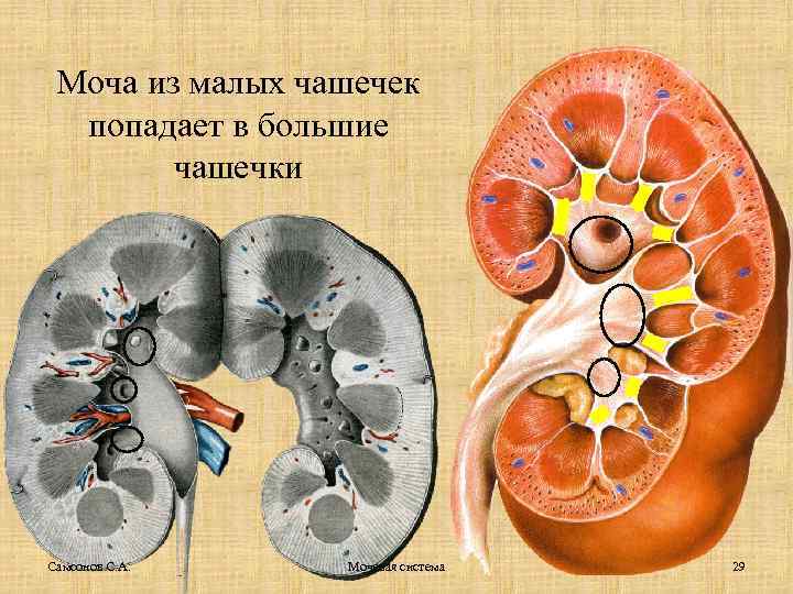 Моча из малых чашечек попадает в большие чашечки Самсонов С. А. Мочевая система 29
