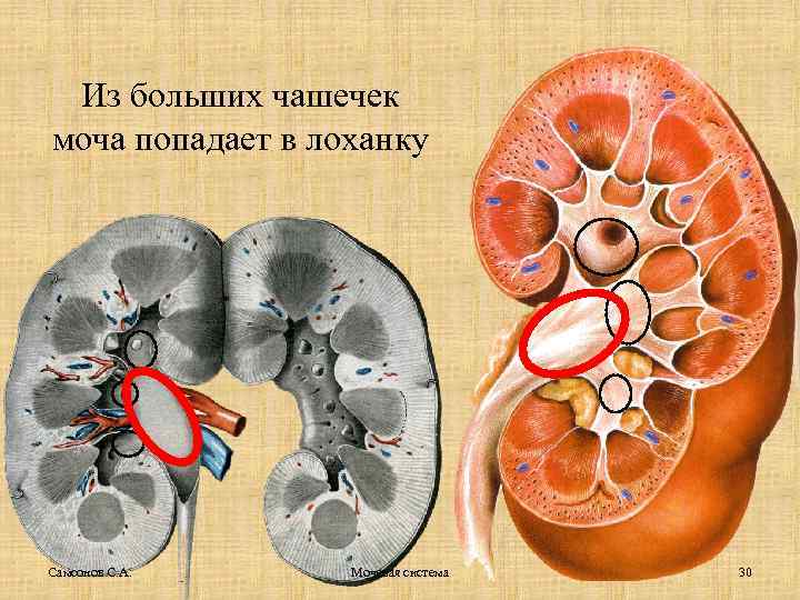 Из больших чашечек моча попадает в лоханку Самсонов С. А. Мочевая система 30 