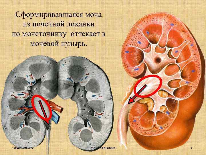 Сформировавшаяся моча из почечной лоханки по мочеточнику оттекает в мочевой пузырь. Самсонов С. А.