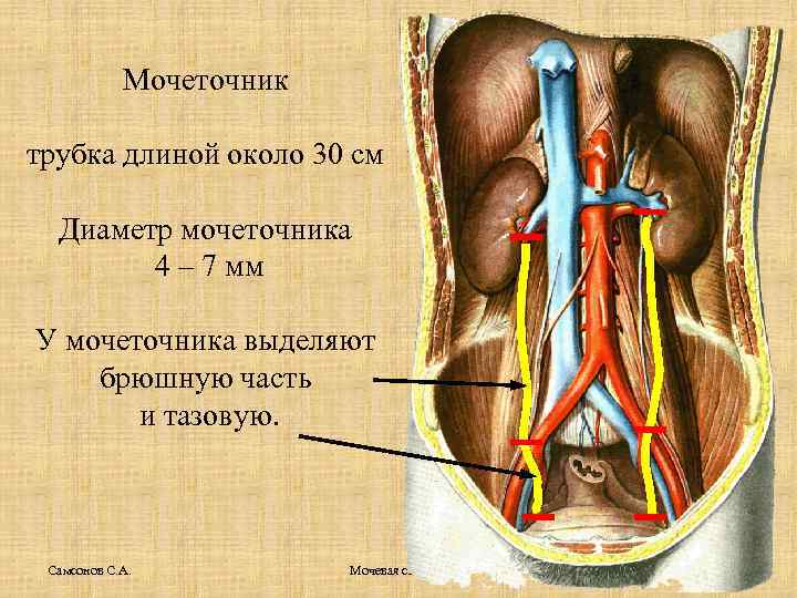 Мочеточник трубка длиной около 30 см Диаметр мочеточника 4 – 7 мм У мочеточника