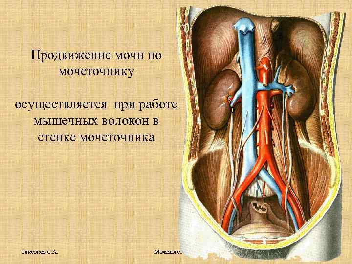 Продвижение мочи по мочеточнику осуществляется при работе мышечных волокон в стенке мочеточника Самсонов С.