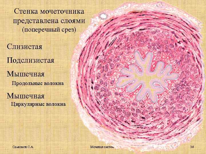 Стенка мочеточника представлена слоями (поперечный срез) Слизистая Подслизистая Мышечная Продольные волокна Мышечная Циркулярные волокна