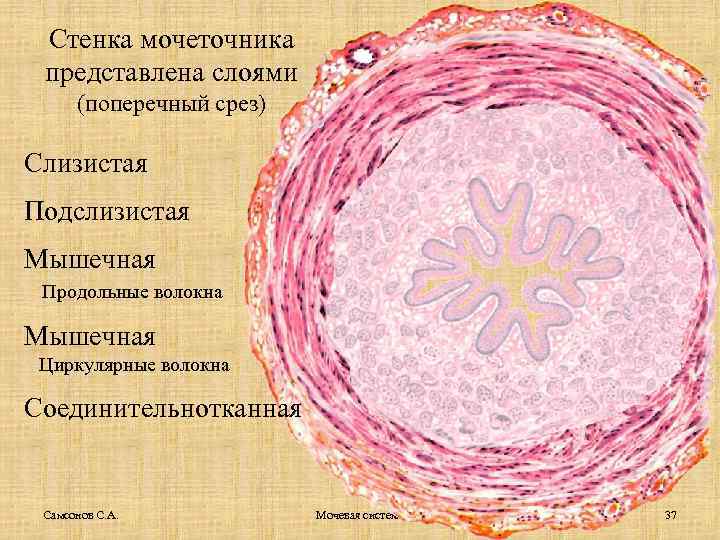 Стенка мочеточника представлена слоями (поперечный срез) Слизистая Подслизистая Мышечная Продольные волокна Мышечная Циркулярные волокна