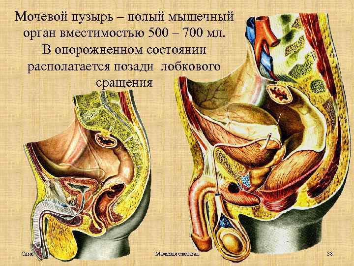 Мочевой пузырь – полый мышечный орган вместимостью 500 – 700 мл. В опорожненном состоянии