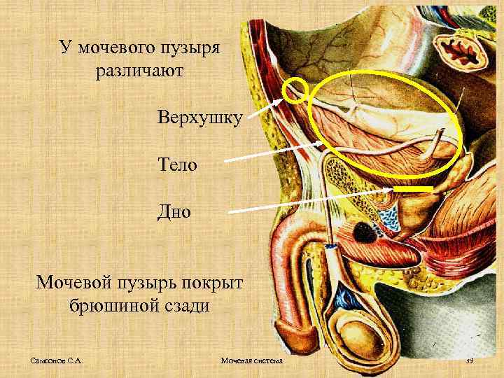 У мочевого пузыря различают Верхушку Тело Дно Мочевой пузырь покрыт брюшиной сзади Самсонов С.