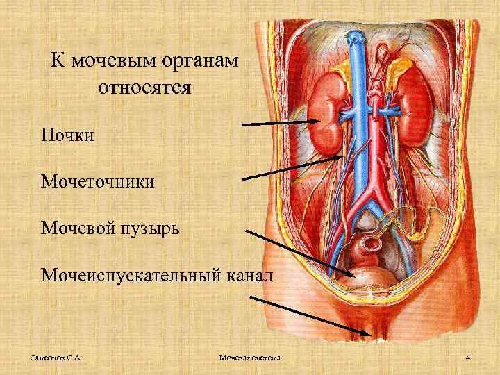 К мочевым органам относятся Почки Мочеточники Мочевой пузырь Мочеиспускательный канал Самсонов С. А. Мочевая