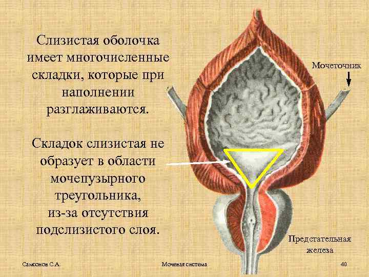 Слизистая оболочка имеет многочисленные складки, которые при наполнении разглаживаются. Складок слизистая не образует в