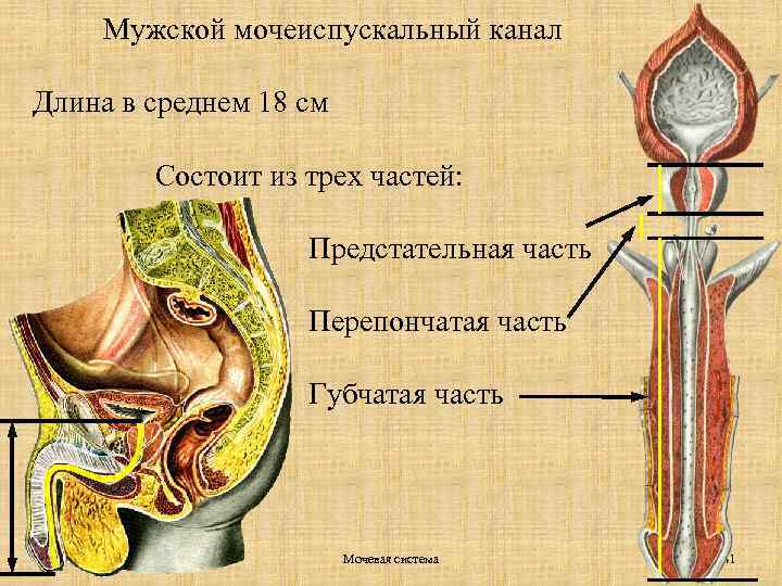 Мужской мочеиспускальный канал Длина в среднем 18 см Состоит из трех частей: Предстательная часть