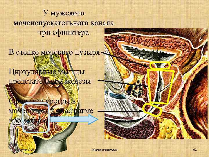 У мужского мочеиспускательного канала три сфинктера В стенке мочевого пузыря Циркулярные мышцы предстательной железы