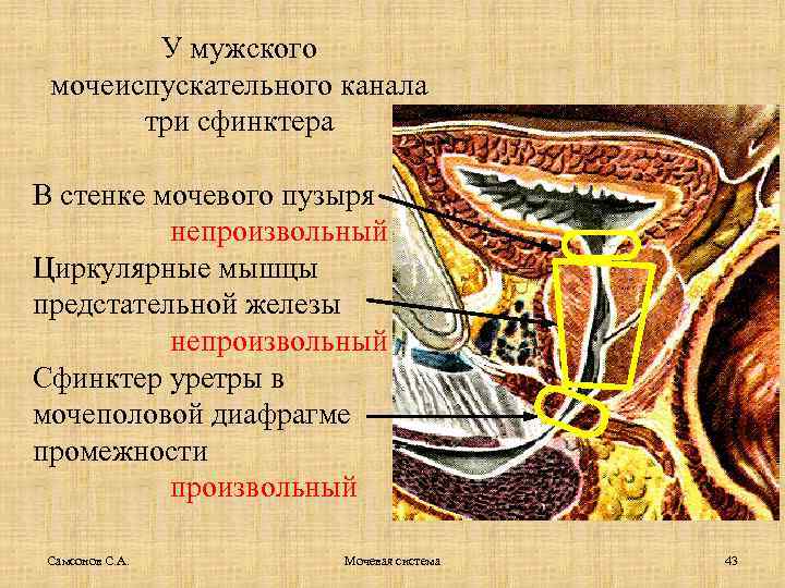 У мужского мочеиспускательного канала три сфинктера В стенке мочевого пузыря непроизвольный Циркулярные мышцы предстательной