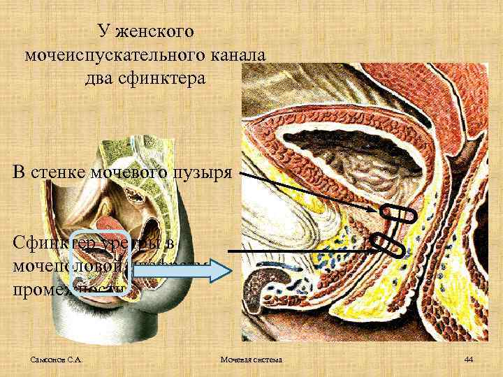 У женского мочеиспускательного канала два сфинктера В стенке мочевого пузыря Сфинктер уретры в мочеполовой
