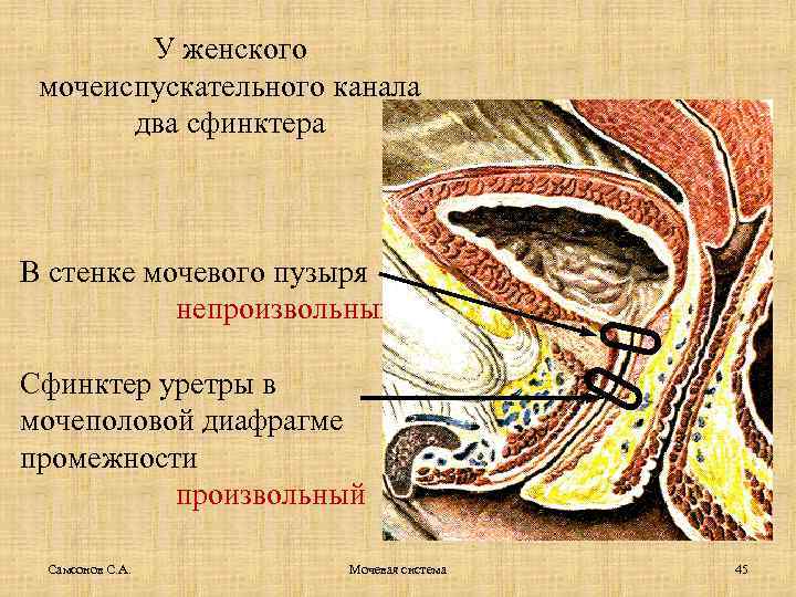 У женского мочеиспускательного канала два сфинктера В стенке мочевого пузыря непроизвольный Сфинктер уретры в