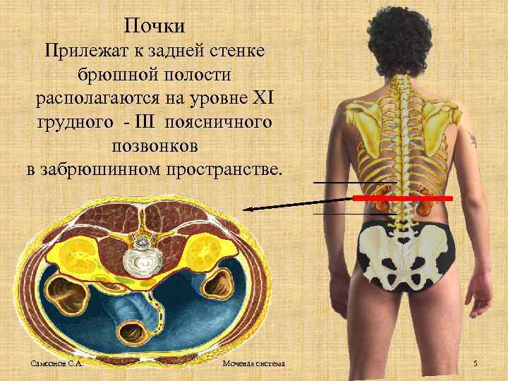 Почки Прилежат к задней стенке брюшной полости располагаются на уровне XI грудного - III