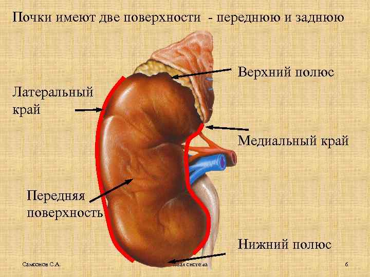 Почки имеют две поверхности - переднюю и заднюю Верхний полюс Латеральный край Медиальный край