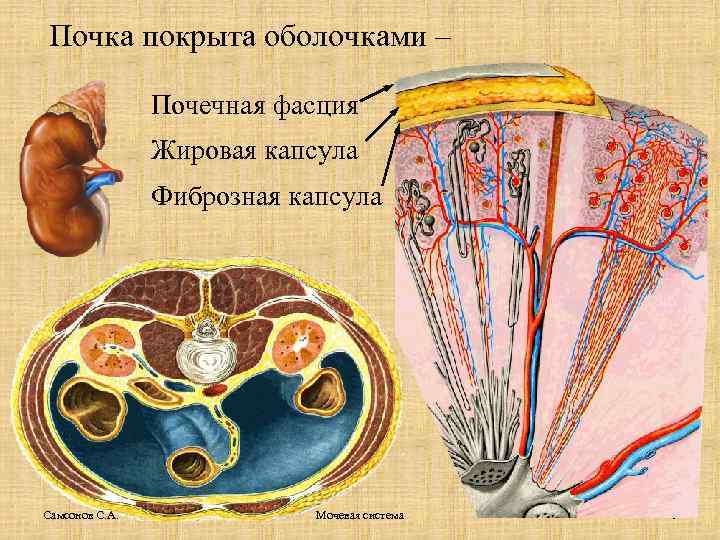 Почка покрыта оболочками – Почечная фасция Жировая капсула Фиброзная капсула Самсонов С. А. Мочевая