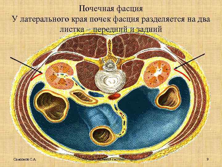 Почечная фасция У латерального края почек фасция разделяется на два листка – передний и