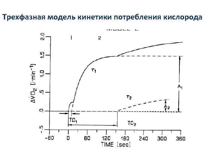 Трехфазная модель кинетики потребления кислорода 