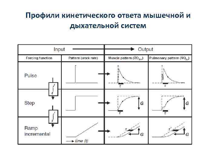 Профили кинетического ответа мышечной и дыхательной систем 