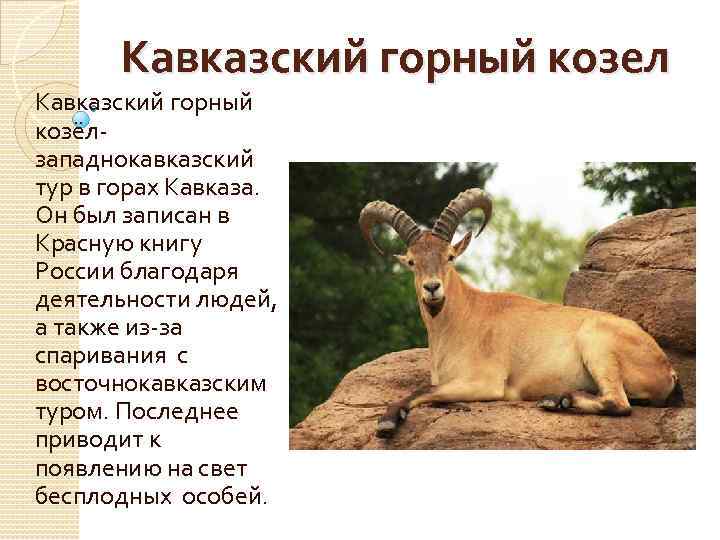 Красная книга дагестана животные фото и описание