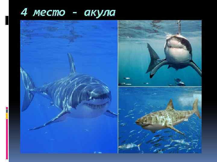 4 место - акула 