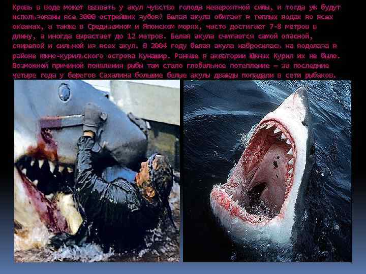 Кровь в воде может вызвать у акул чувство голода невероятной силы, и тогда уж