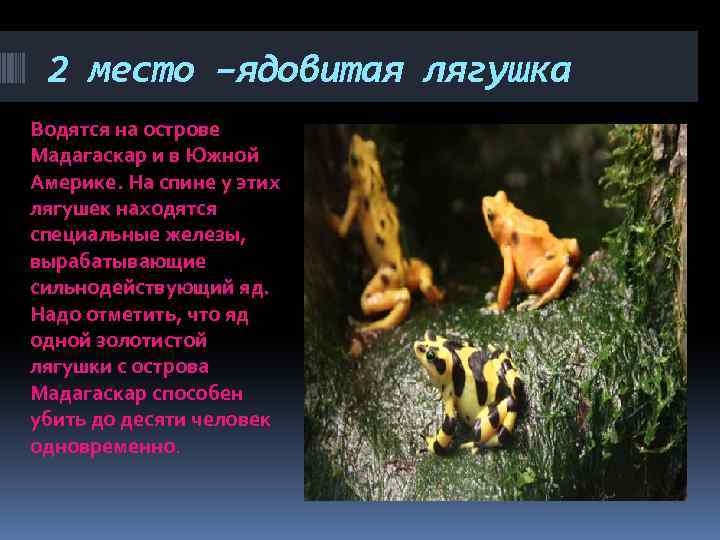 2 место –ядовитая лягушка Водятся на острове Мадагаскар и в Южной Америке. На спине
